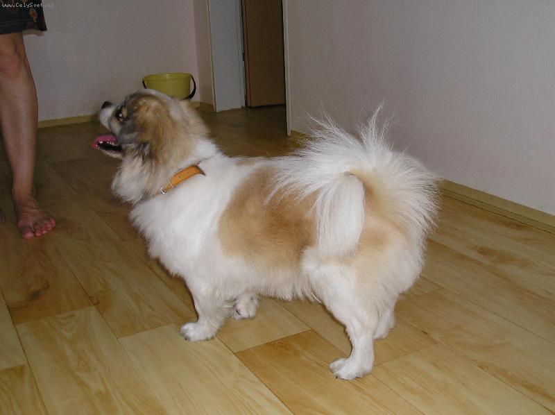 Foto: po ost�ih�n�