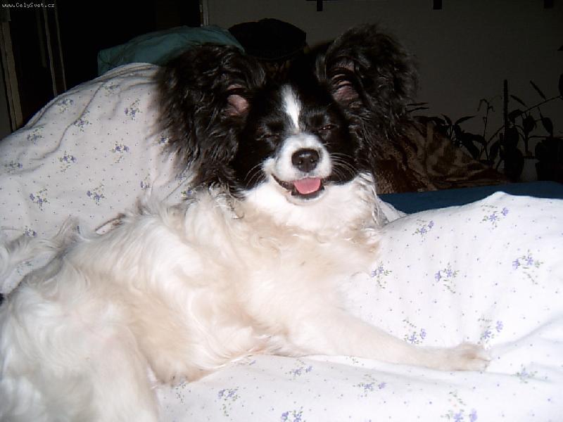 Foto: P�ed sp�nkem