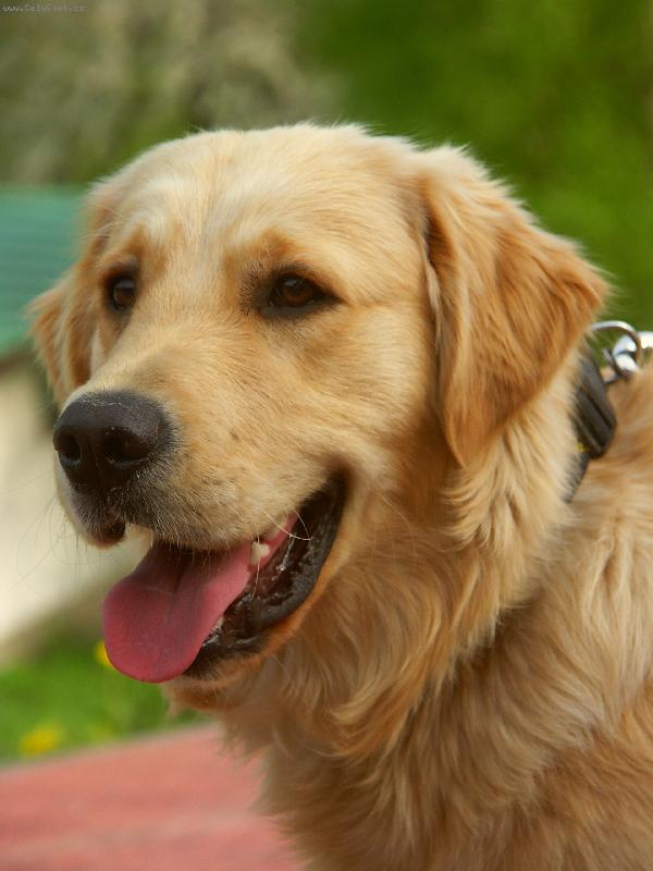 Foto: Na�e zlat��ko Benny