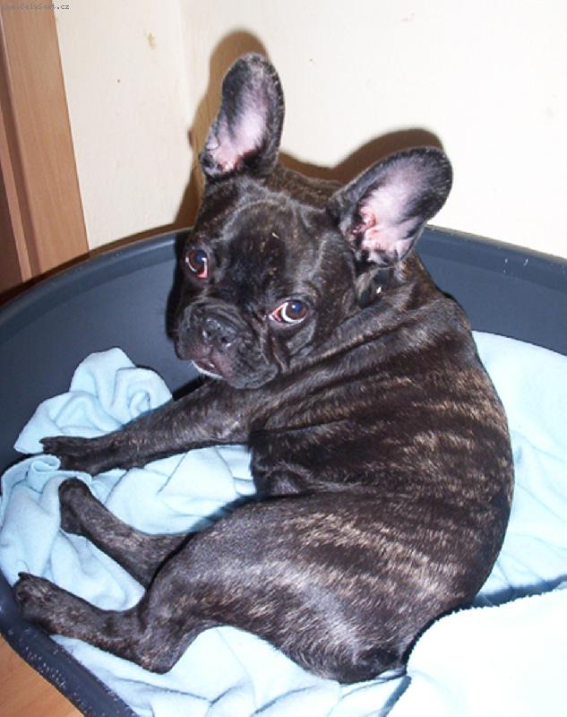 Neglected bulldog is discovered in such a bad condition that he made vets CRY