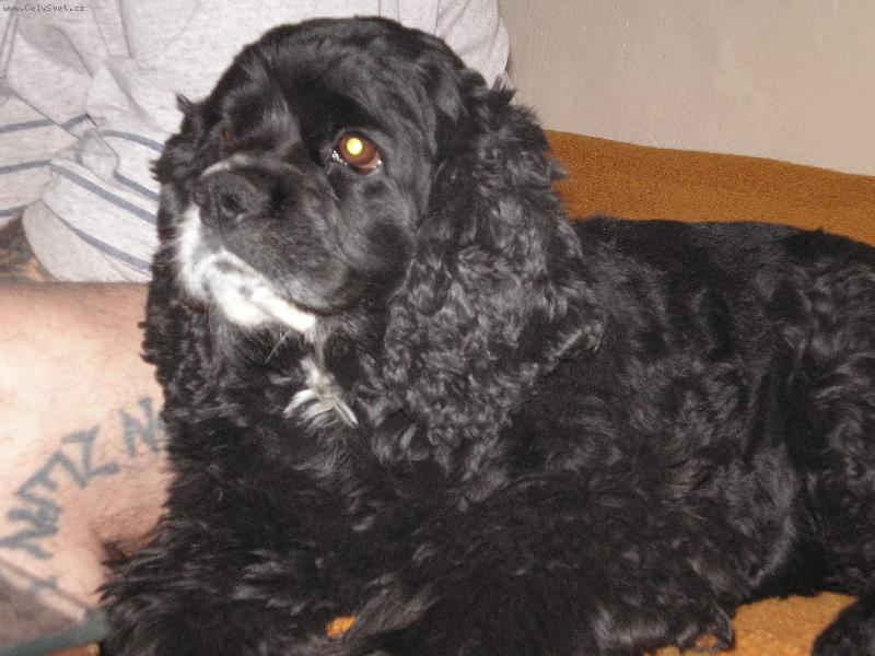 Foto: Belinka-Belinka je velice chytr�,ale n�kdy n�s neposlouch�