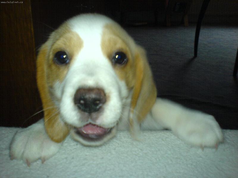 Foto: Vysm�t� Su�i