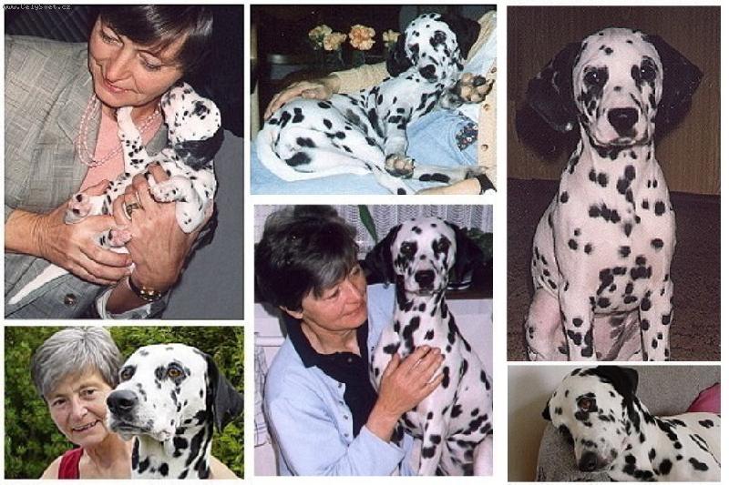 Foto: \"Meisje\" (hol�i�ka v Nizozemsk� jazyk)-foto Collage