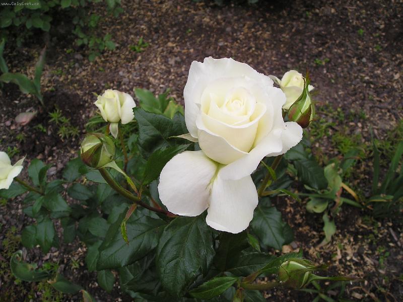 Foto: Nevinnost-Bílá růže