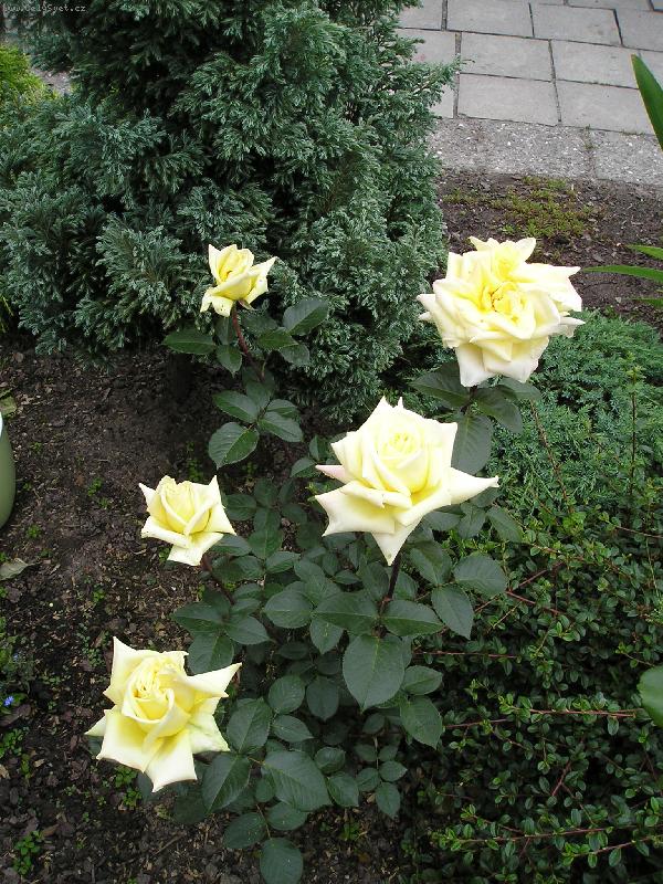 Foto: kr�sn� pohled-�lut� r��e