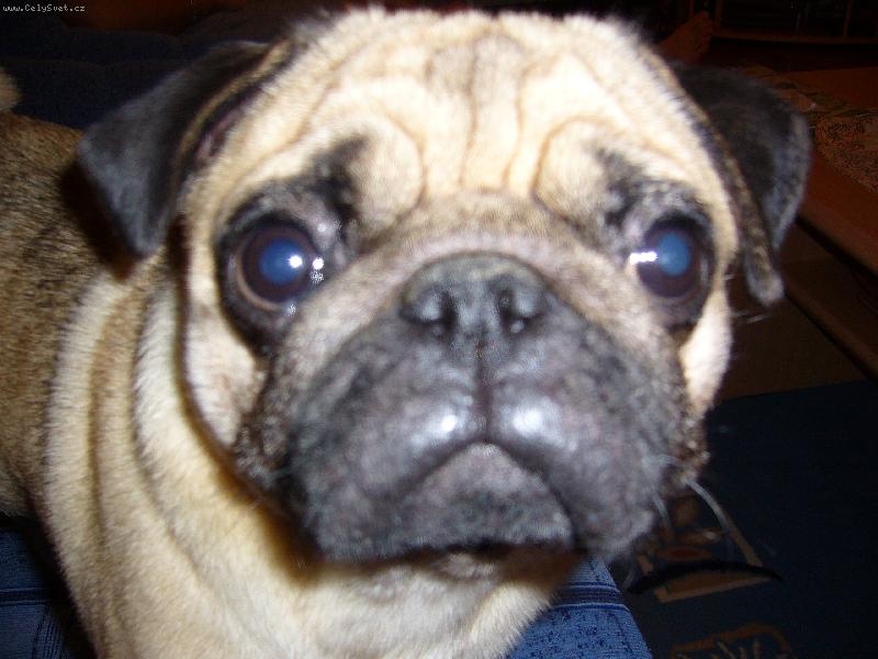 Foto: Hugou�ek-a ted si v�s p�kn� prohlidnu