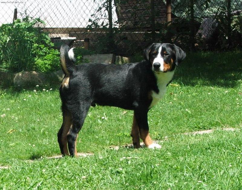 Foto: di Cortina-rostu jako z vody