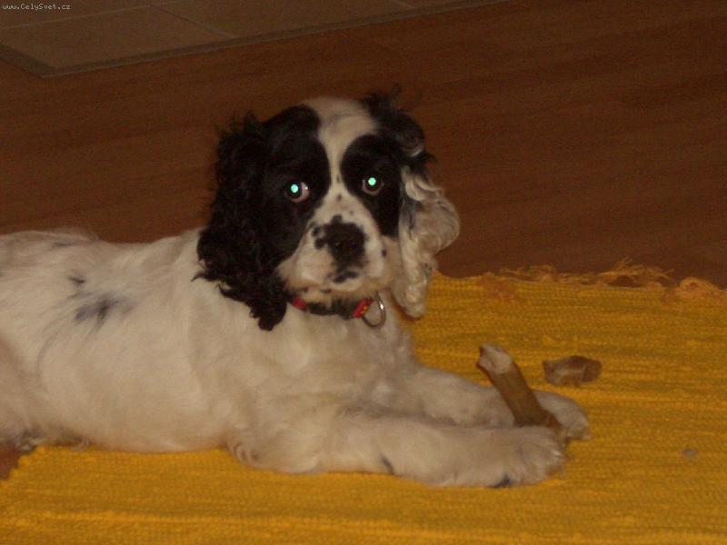 Foto: dobr� kosti�ka