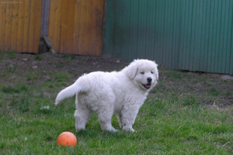 Foto: Baron z Borov�ho Hr�dku-7.t�dnu