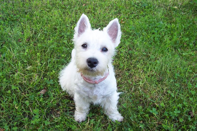 Foto: Norbi na zahrad�