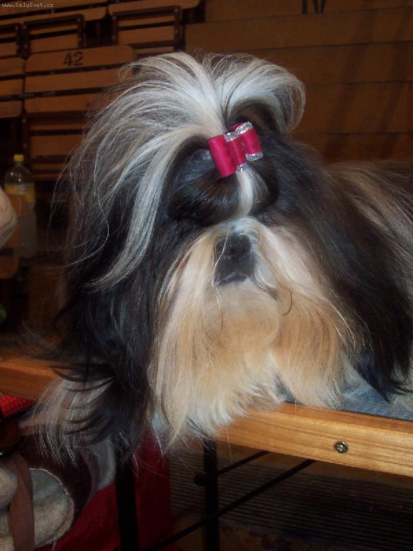 Foto: V�stava-ne� p�ijdu na �adu budu m�t vousy a� na zem