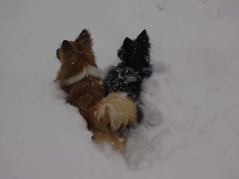 Foto: Sněhový razící štít-Korále a Elí se probíjí sněhovou nadílkou.