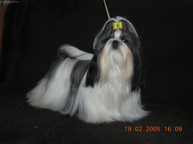 Foto: Ch Ivanka z Ivafre