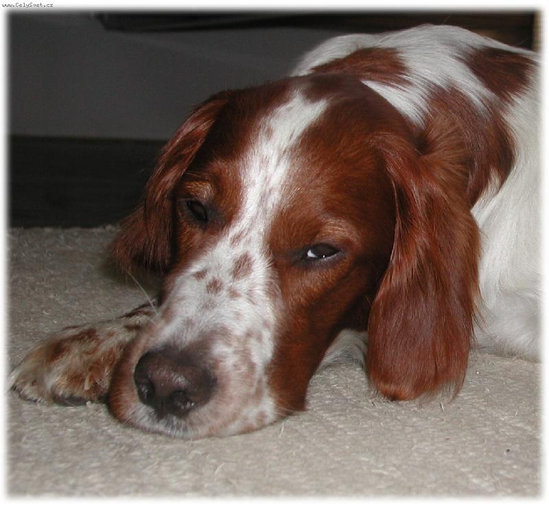 Foto: portr�t-IRWS