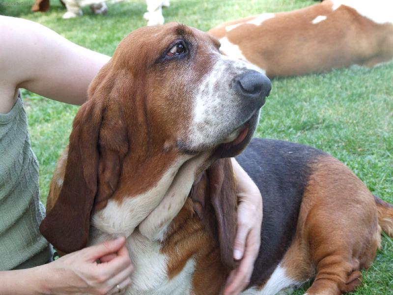 Foto: basset mazl�k