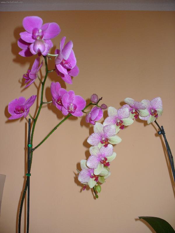 Foto: phalaenopsis