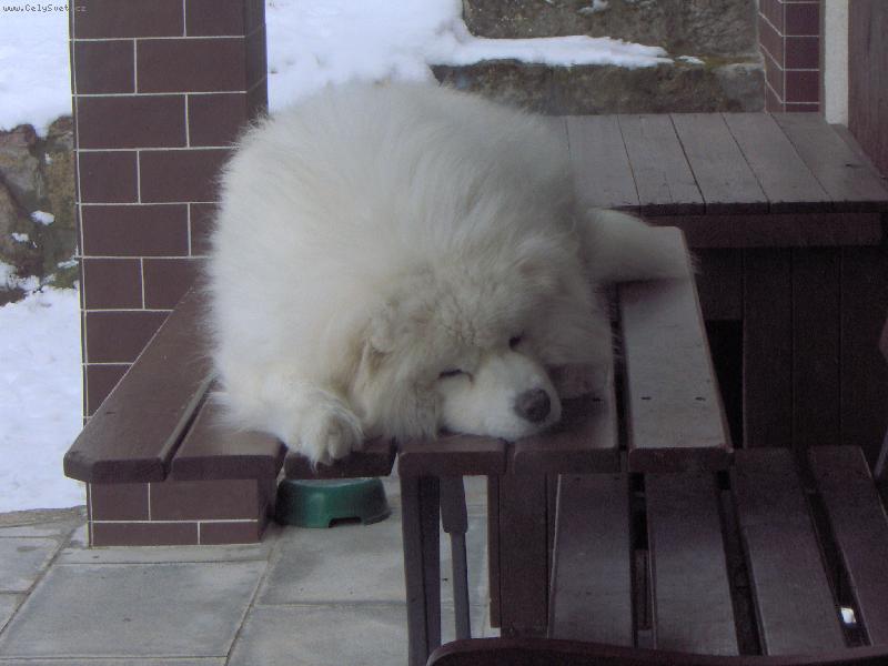 Foto: Na�e Bellinka ...-Spink� .. jako miminko :D