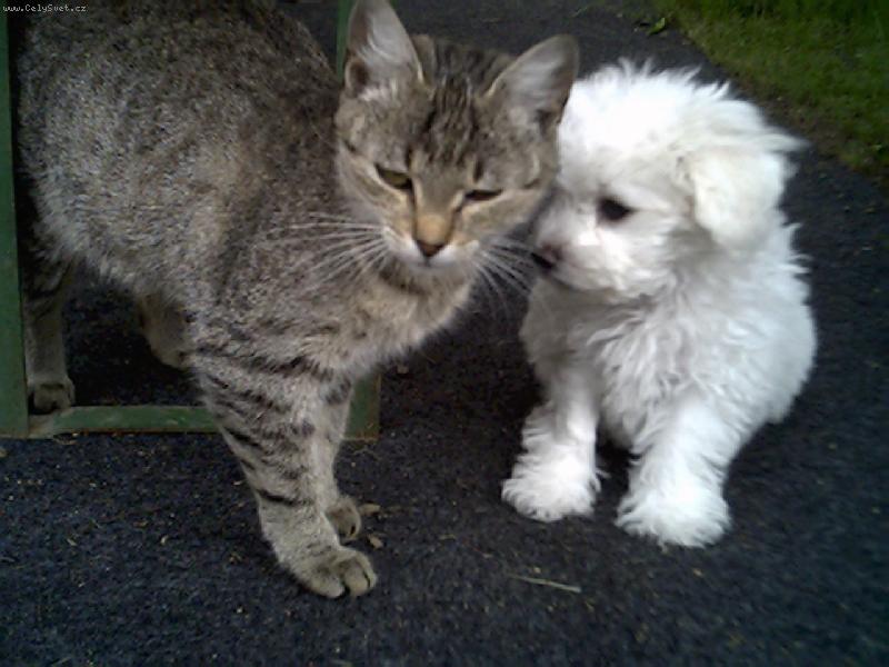 Foto: Benjaminek-Benjaminek a jeho ko�i�� k�mo�ka