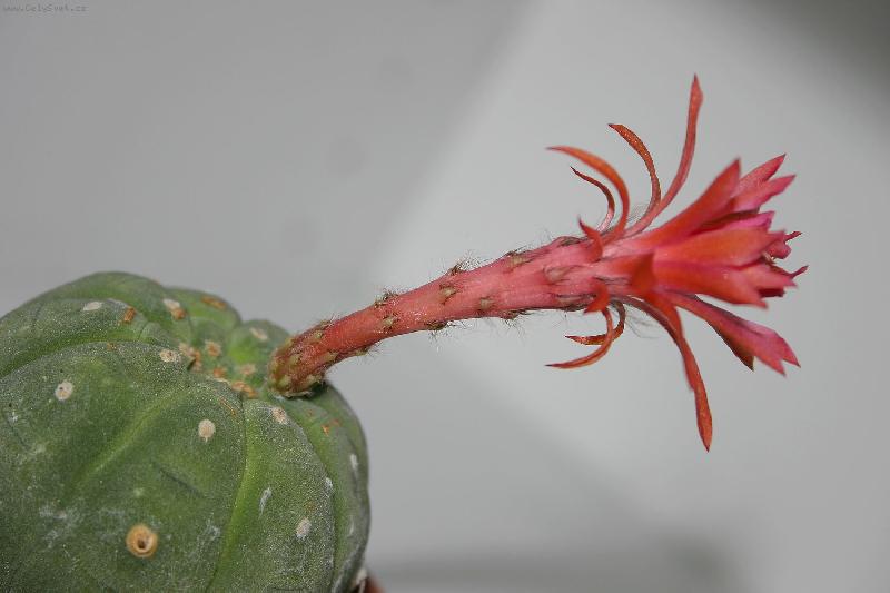 Foto: Matucana1-Matucana madisoniorum