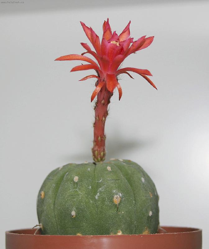 Foto: Matucana 2-Matucana madisoniorum