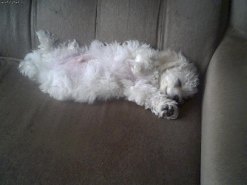 Foto: Benjaminek-S pln�m b��kem se spink� nejl�p...