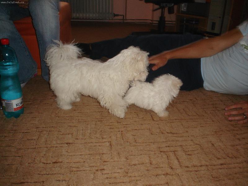 Foto: Dast�k-Dasty a jeho zat�m malinka nev�sta Sa�enka