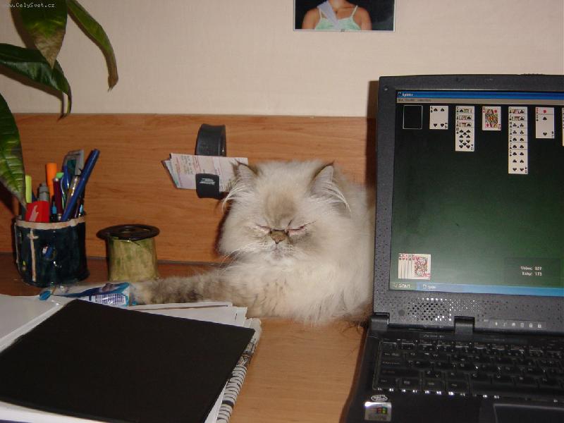 Foto: úřednice-kočka s počítačem
