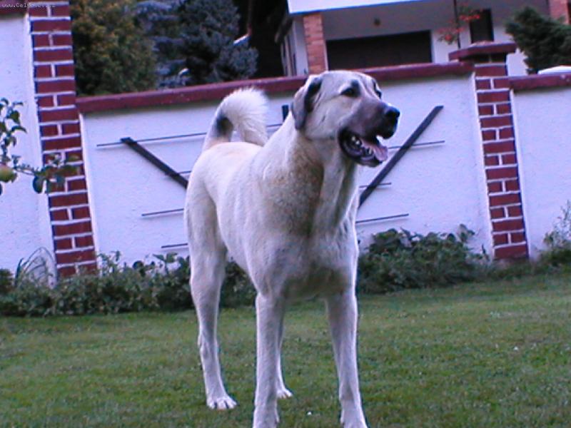 Foto: Cari Galeta Browny San-Mar