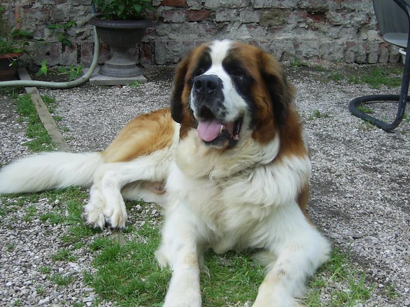 Foto: Bucci-N� nejlep�� p��tel