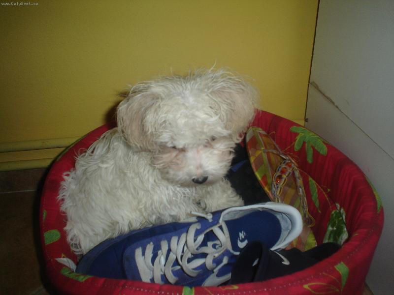 Foto: Dasty a jeho ulovky