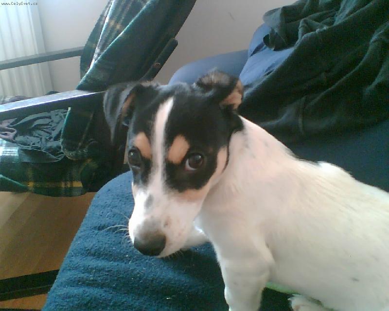 Foto: R.T. \"�rt�\"-V pln� kondici :-) 10m�s�c�