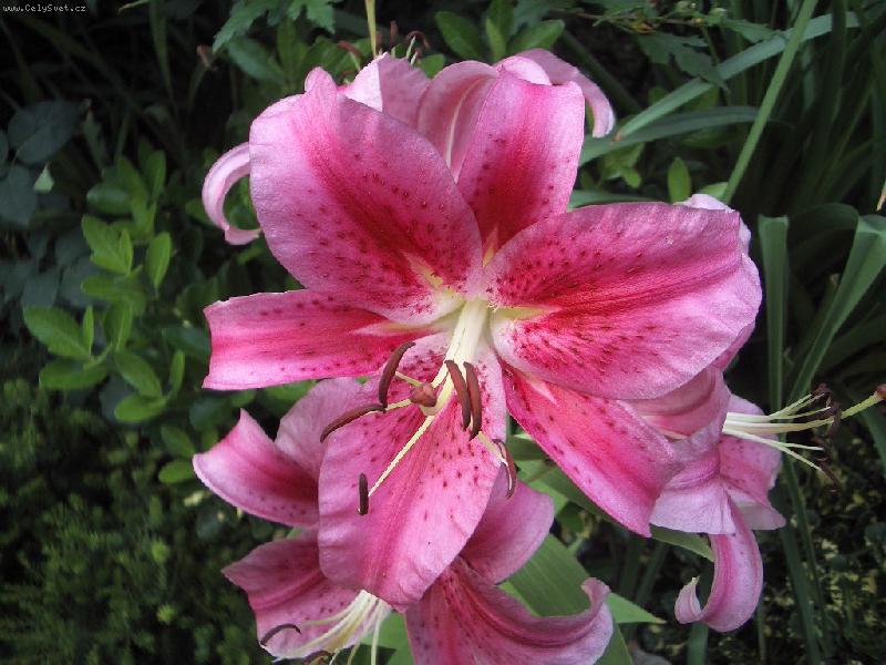 Foto: lilie-lilie orientalni