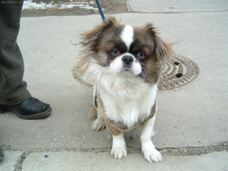 Foto: Ri�ko moj milacik-ricko ma dva a pol roka