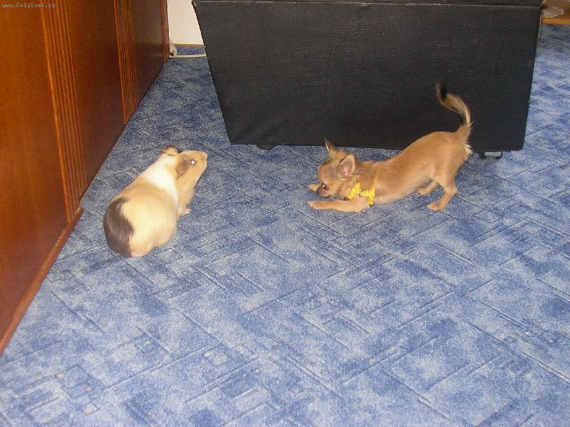 Foto: Dorotka-M�j nejlep�� kamar�d :-)