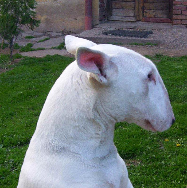 Foto: Bulterier-studie hlavy-Jeres ze Zlat.Ant.