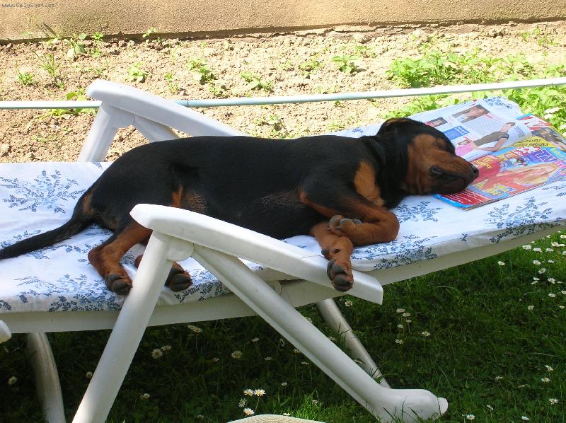 Foto: S�ra-odpoledn� siesta