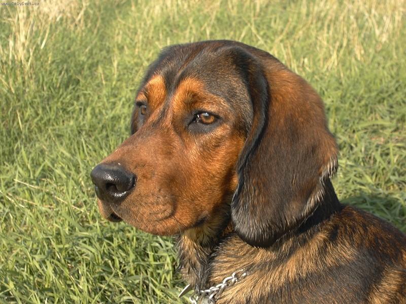 Foto: Akim z Tisov�-ro�n� pes alpsk�ho brak��e