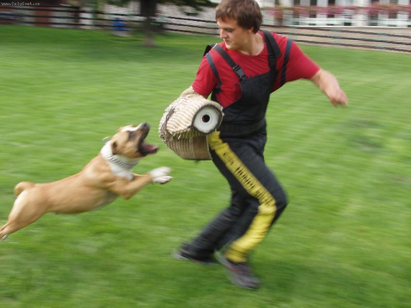 Foto: Gassy(Herby Hradn� sklep)-obrany:)