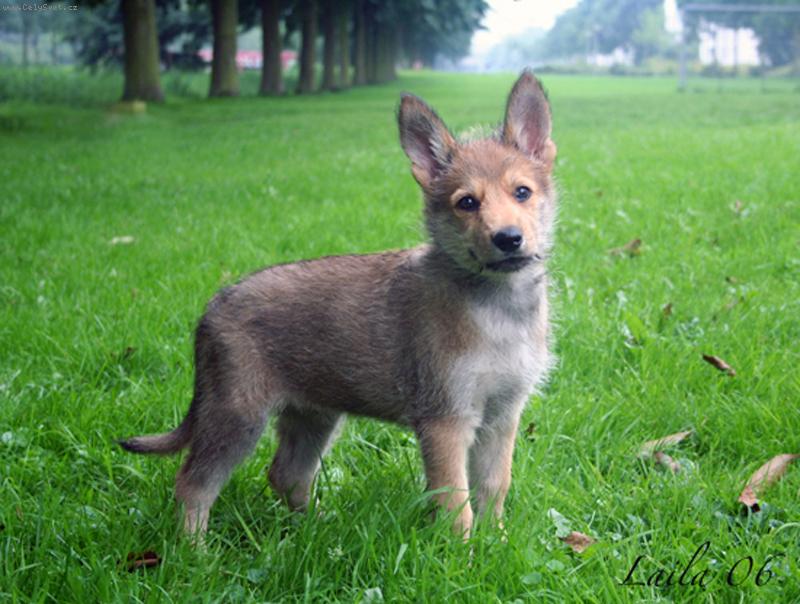 Foto: Pikard stene - 2 mesice-B\'jolie de Stephieci-import Francie 2006