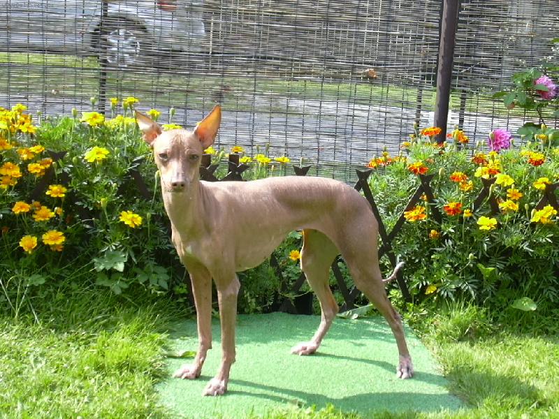 Foto: Dorita Ina Mesicni kvetina 2005-Stojici pes v pozadi kvetiny