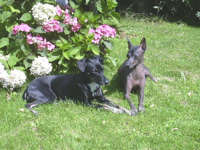 Foto: Carmen a Bonie M�s��n� kv�tina-osrst�n� varianta peru�nsk�ho nah��e a nah� varianta