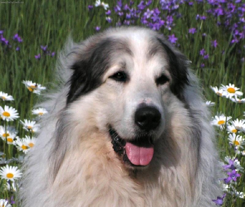 Foto: ICH. CH. Cyro Mountain Almanach-letn� pohoda