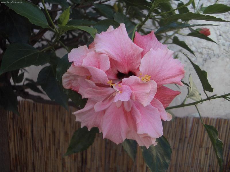 Foto: r�zovy IBISEK plnokvety-15let stary