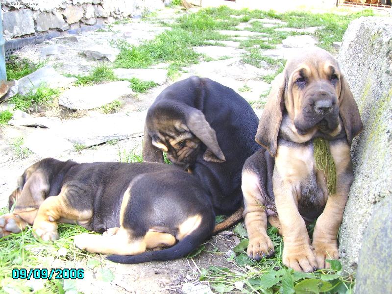 Foto: Famous Alhavant-m�me skoro 6 t�dn�