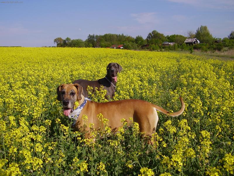 Foto: k�mo�ky-Eli�ka s Arwen