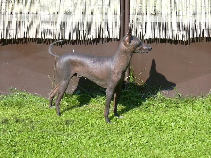 Foto: Imelda Elimar-www.volny.cz/mesicnikvetina