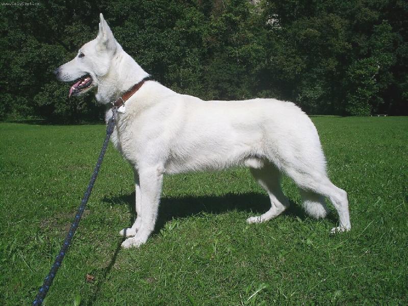 Foto: Idefix Sabar of Kim\'s dream-15 m�s�c�