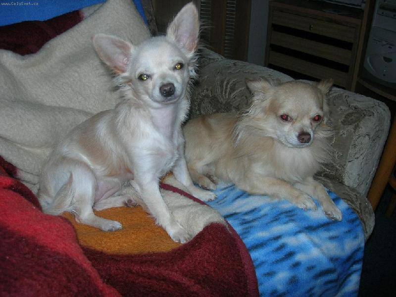 Foto: �ivavky Chicco a Lilinka-kouk�me co to d�l� pani�ka