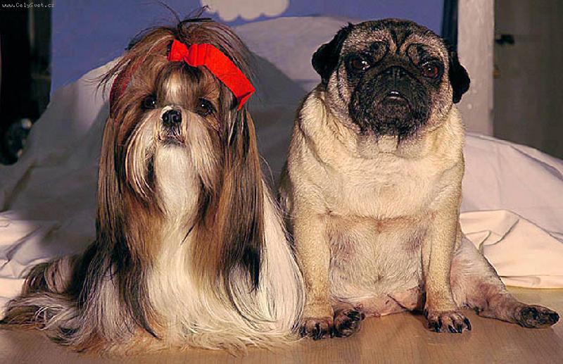 Foto: Na�e holky-Cypra (Mops) a Pynci Zorro Piranha (Shih-Tzu)