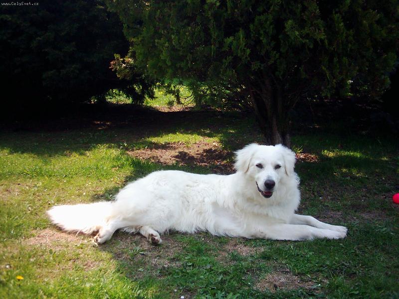 Foto: Mali�k� n�m roste